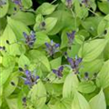 Tricyrtis formosana 'Taipei Silk'