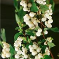 Symphoricarpos albus