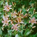 Tricyrtis formosana 'Dark Beauty'