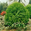 Thuja occidentalis 'Globosa Nana'