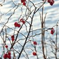 Rosa canina