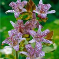 Tricyrtis formosana 'Pink Freckles'