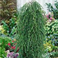 Tsuga heterophylla 'Thorsen´s Weeping'