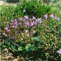 Soldanella alpina