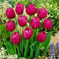 Tulipa 'Abigail'