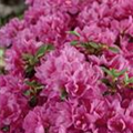 Rhododendron obtusum 'Petticoat'®