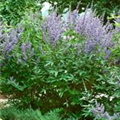 Vitex agnus-castus