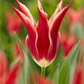 Tulipa 'Aladdin'