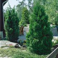 Thuja occidentalis 'Fastigiata'