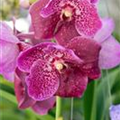 Vanda 'Bright Pink'