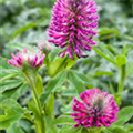 Trifolium rubens