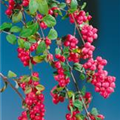 Symphoricarpos x doorenbosii, rot