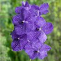 Vanda 'Blue Magic'