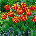 Tulipa 'Allegretto'