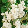 Symphoricarpos x doorenbosii, weiß