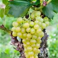 Vitis vinifera 'Arkadia'®