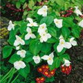 Trillium grandiflorum