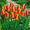 Tulipa 'Apeldoorn Elite'