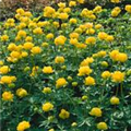 Trollius chinensis 'Golden Queen'