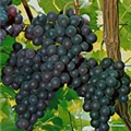 Vitis vinifera 'Dornfelder'