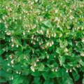 Symphytum grandiflorum 'Wisley Blue'