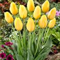 Tulipa 'Big Smile'