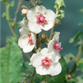 Verbascum x cultorum 'White Domino'