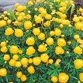 Trollius europaeus 'Superbus'