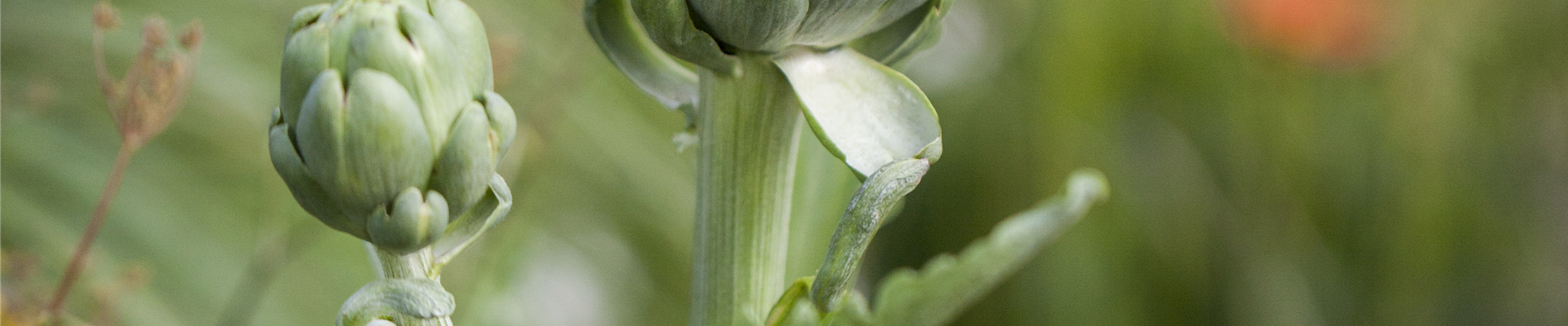 Cynara cardunculus