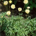 Trollius x cultorum 'New Moon'