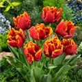 Tulipa 'Bright Parrot'