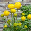 Trollius x cultorum 'Lemon Queen'