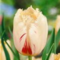 Tulipa 'Carrousel'