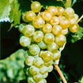 Vitis vinifera 'Phoenix'