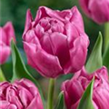 Tulipa 'Double Princess'