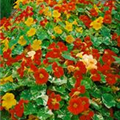 Tropaeolum majus 'Alaska'