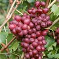 Vitis vinifera 'Vanessa'®