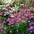 Verbena x phlox