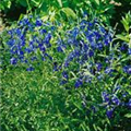 Veronica austriaca 'Knallblau'