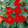 Tropaeolum majus 'Red Wonder'