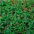 Veronica officinalis