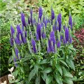 Veronica spicata 'Ulster Blue Dwarf'