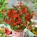 Tropaeolum minus 'Sangria'