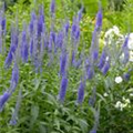 Veronica spicata 'Atomic Blue'