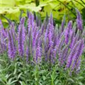 Veronica spicata 'Blauteppich'