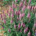 Veronica spicata 'Rosea'