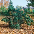 Tsuga canadensis 'Bennett'