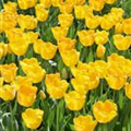 Tulipa 'Golden Parade'