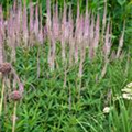 Veronicastrum virginicum 'Roseum'