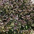 Weigela 'Black & White'®